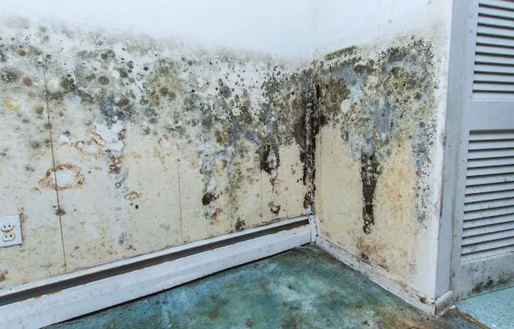 residential mold removal experts in Manhattan Beach